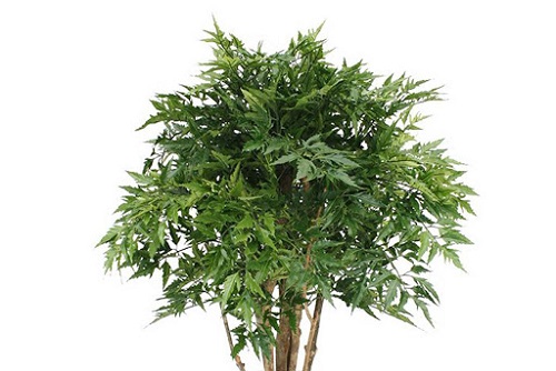 Chiết xuất dược liệu Đinh lăng